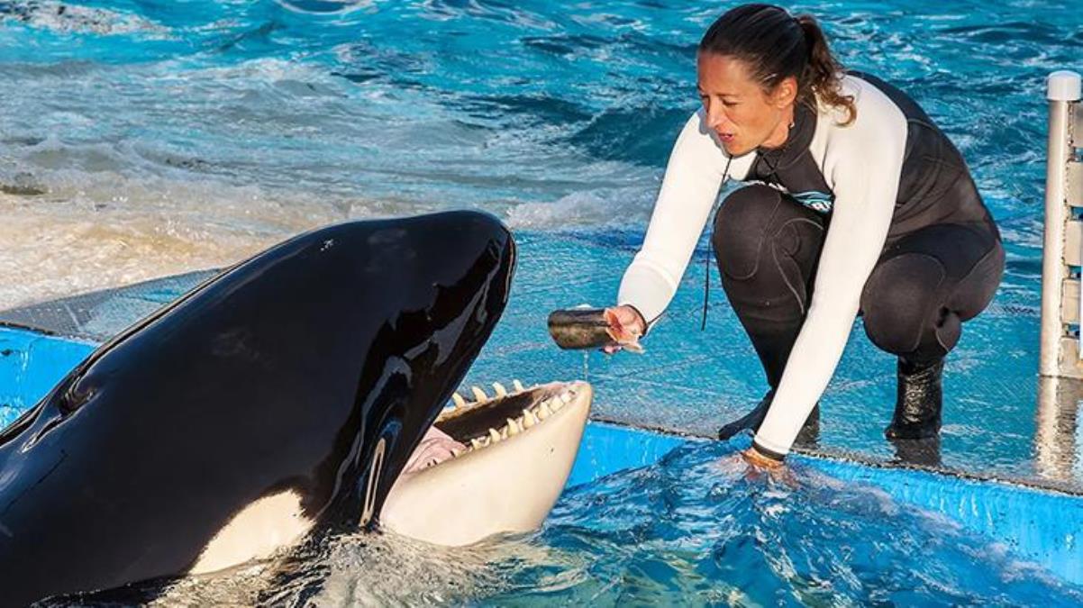 Katil balina Lolita'nın 52 yıllık esareti bitiyor! Yeniden Pasifik'e bırakılabilir