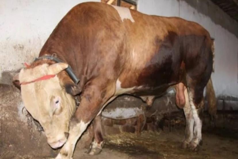 Fiyatı Dudak Uçuklattı: 1,3 Tonluk Kurbanlık Boğa Satışa Çıktı