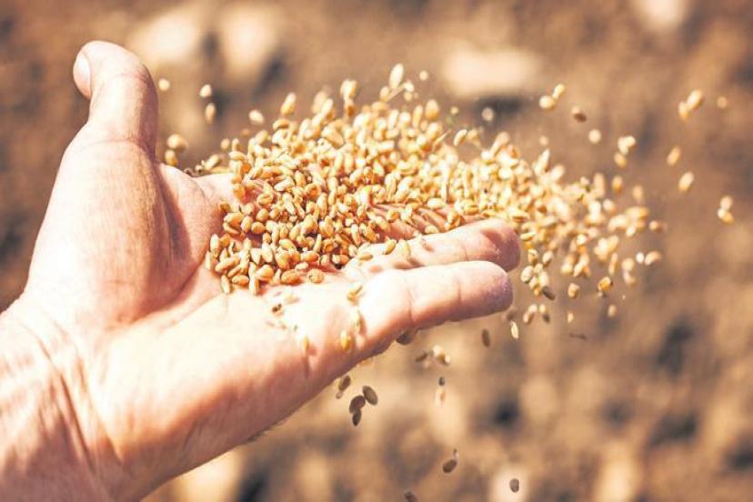 103 ülkeye tohum ihraç ediliyor