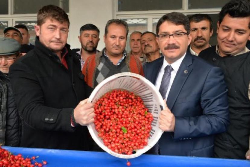 2015’in İlk Kirazı Görücüye Çıktı