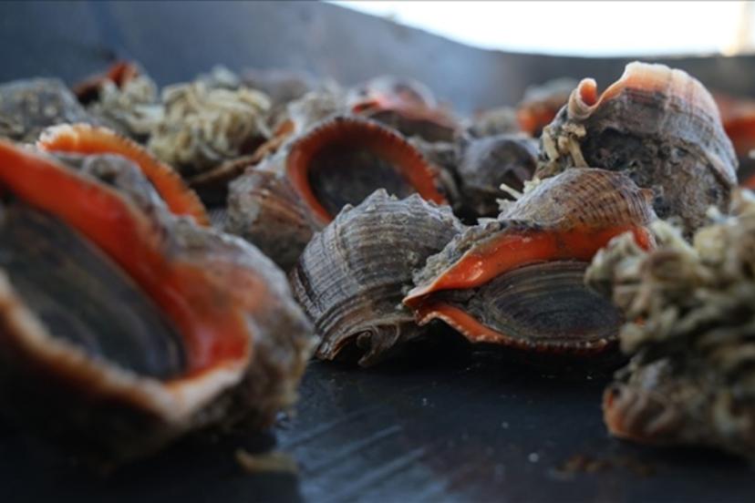 Deniz salyangozu ihracatında 9 ayda 10,7 milyon dolar