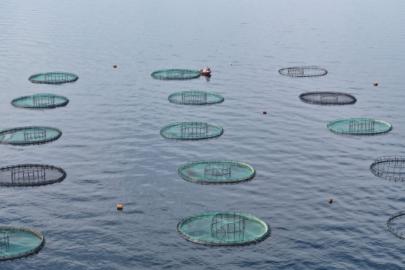 Karadeniz’den 31 ülkeye 278 milyon dolarlık su ürünü ihracatı