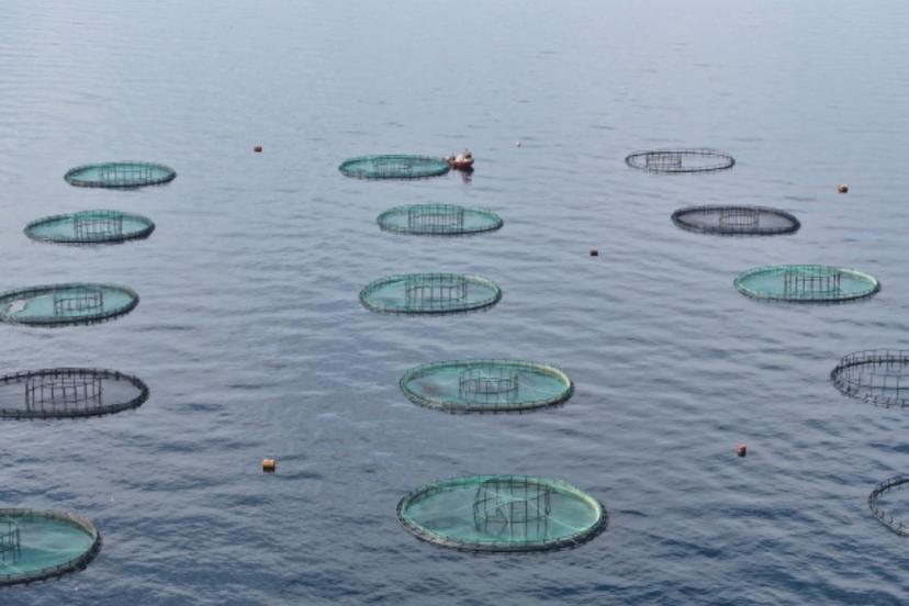 Karadeniz’den 31 ülkeye 278 milyon dolarlık su ürünü ihracatı