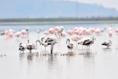 Keşan Kent Konseyi’nden Gala Gölü çağrısı: Doğanın kalbine türbin dikilmesin!