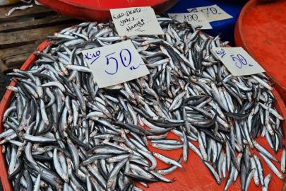 Tekirdağ'da hamsinin kilosu 50 liraya kadar düştü