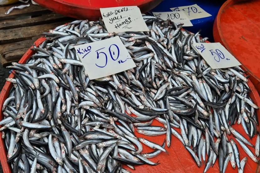 Tekirdağ'da hamsinin kilosu 50 liraya kadar düştü