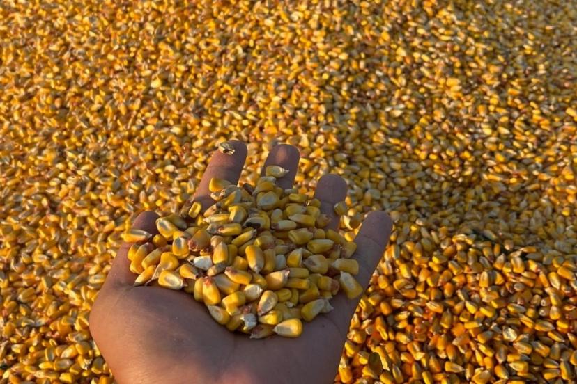 TİGEM, 1400 ton dane mısırı açık artırmayla satışa sunuyor