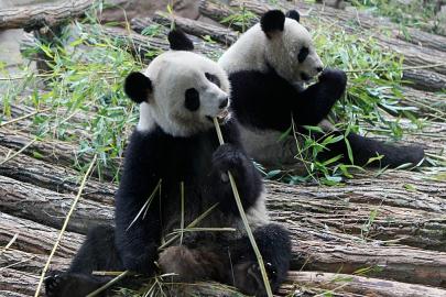 13 yıldır Fransa'da yaşayan ünlü panda çifti Çin'e uğurlandı