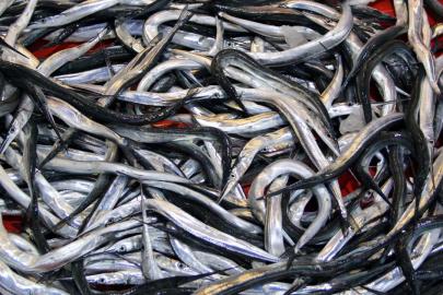 7 balık türü daha tescillendi