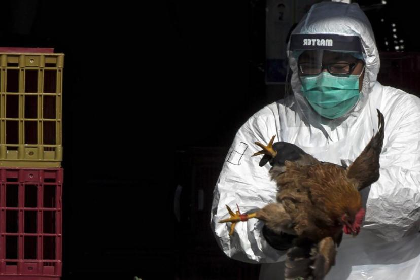 ABD’de H5N5 kuş gribi nedeniyle ilk insan ölümü