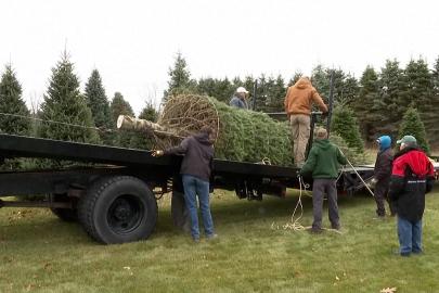 Beyaz Saray Noel ağacı: Michigan köknarı ulusal yarışmayı kazandı