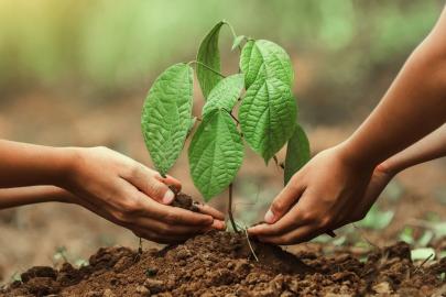 Bu yıl 550 milyona yakın fidan toprakla buluşacak