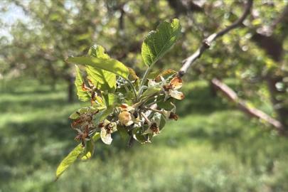 Bu yıl zirai don nedeniyle üreticilere 23 milyar lira hasar tazminatı ödendi