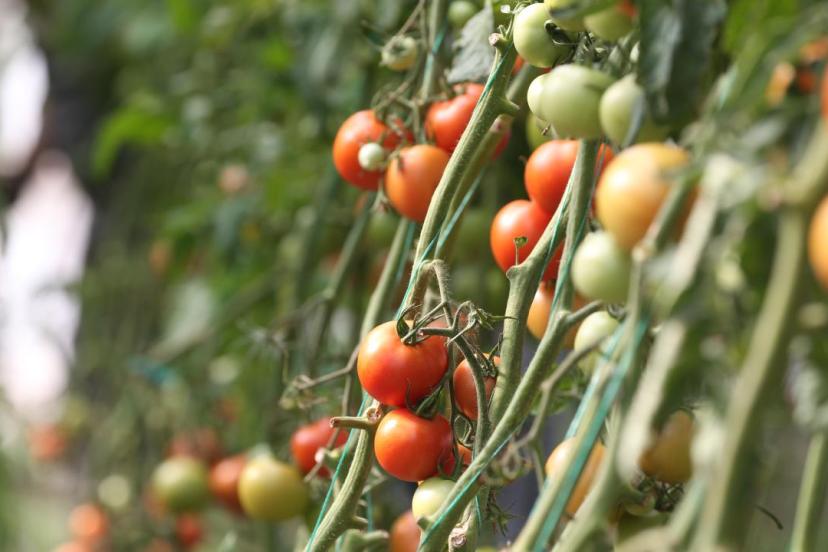 Destekler organik tarım üretimini artırdı