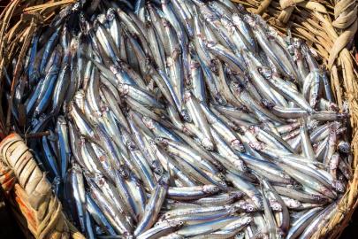 Doğu Karadeniz’den 10 ayda 29 ülkeye su ürünü ihracatı