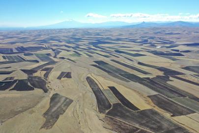 Hasat bitti! Kars Ovası'ndaki tarlalar 'halı' desenine döndü