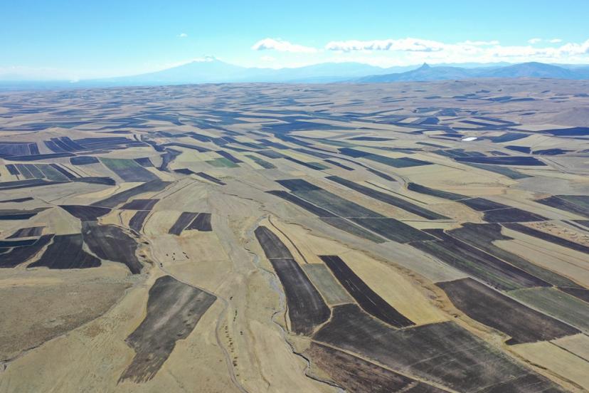Hasat bitti! Kars Ovası'ndaki tarlalar 'halı' desenine döndü