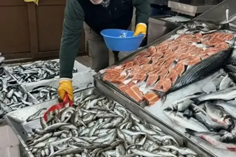 İstanbul'da halde bu sezon 13 bin 923 ton balık satışa sunuldu