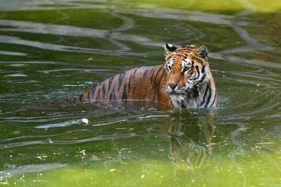 İzmir Doğal Yaşam Parkı’na ziyaretçi akını