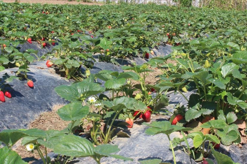 Organik tarım üretimi 1,3 milyon tonu aştı