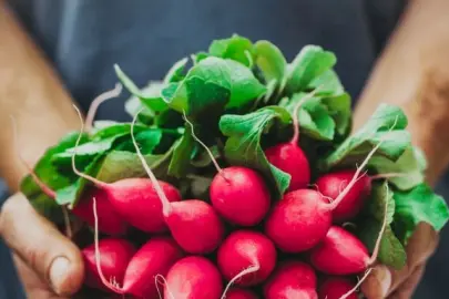 Pestisitte 'turp yaprakları' ayarı! Küçük ve büyük türler ayrı sınıflandırıldı!