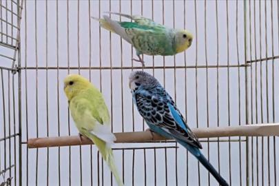 Petshoplarda yaban hayvanı satışı için ruhsat şartı