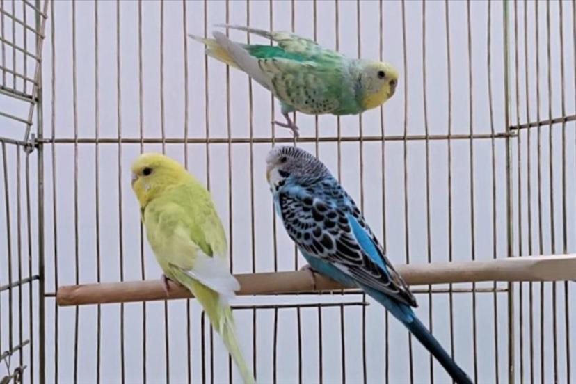 Petshoplarda yaban hayvanı satışı için ruhsat şartı