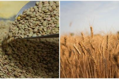 Ramazan'a hazırlık! Yeşil mercimek ve yulaf ithalatında gümrük vergileri düşürüldü