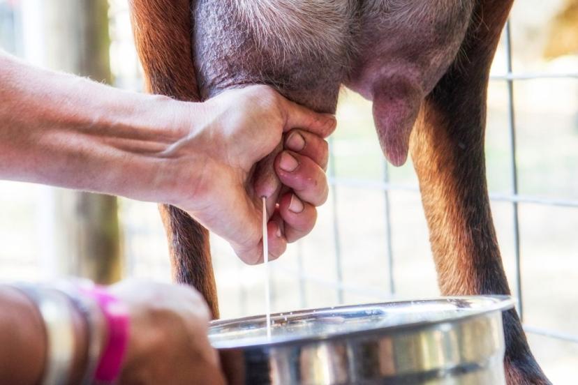 Şap krizi süt üretimini vurdu: Eylül ayında üretim düştü