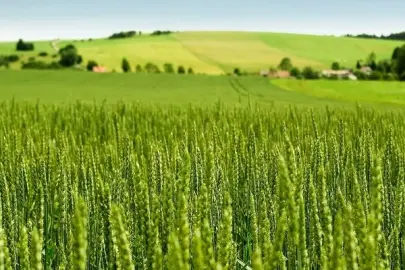 Tarım-ÜFE yıllık yüzde 45,40 arttı! Tek yıllık bitkisel ürünlerde sert fiyat artışı