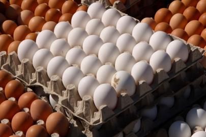 Tavuk eti üretimi artışta, yumurtada gerileme sürüyor