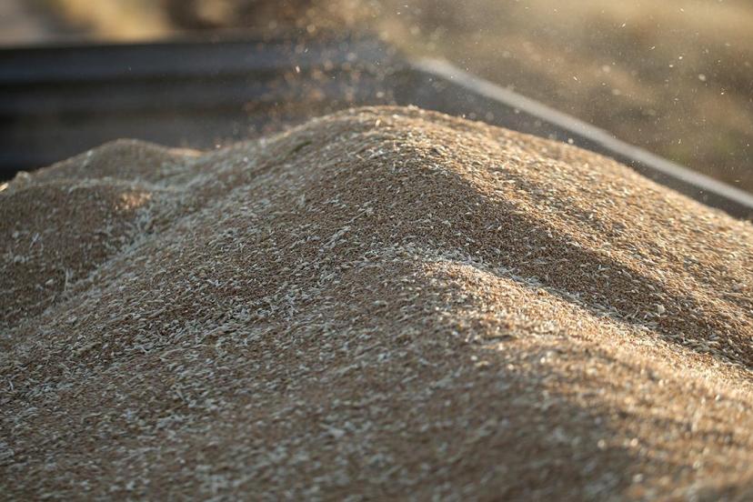 TİGEM 2 bin ton buğday satacak