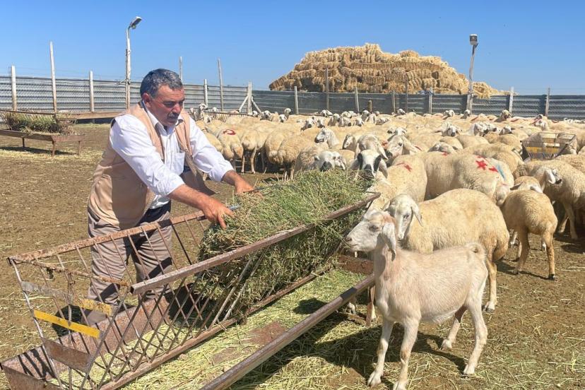 TİGEM 5 bin 150 küçükbaş hayvan satacak