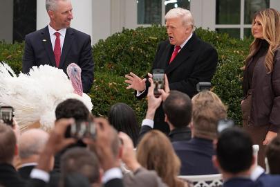 Trump'tan Şükran Günü geleneği: Waddle ve Gobble adlı iki hindiyi affetti