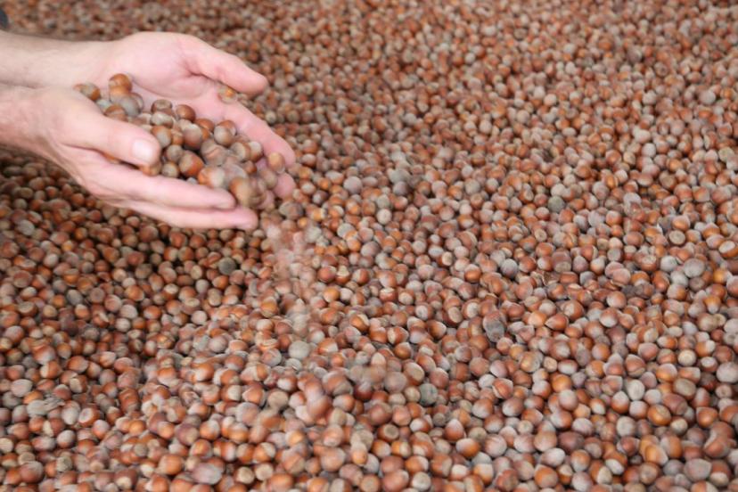 Türkiye fındık ihracatından 10 ayda 1,8 milyar dolar gelir sağladı