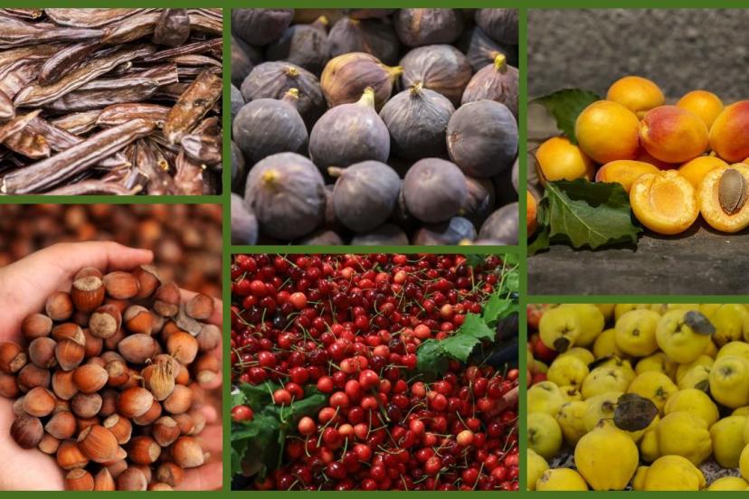 Türkiye tarımda 7 üründe dünya lideri oldu