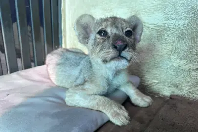 Tuzla'da kaçak aslan yavrusu kurtarıldı... Tedavisi Aslan Park’ta sürüyor