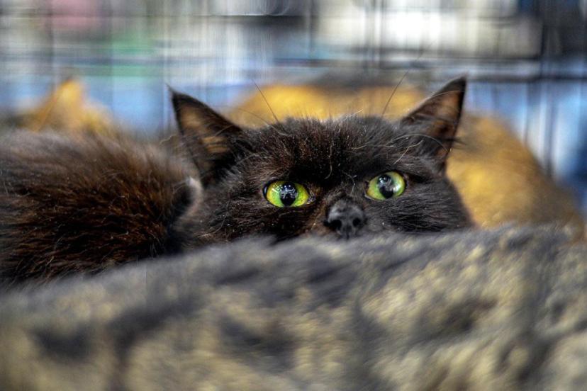 Yeni Zelanda 2050’ye kadar 2.5 milyon kediyi öldürecek