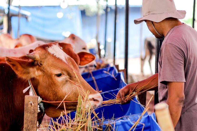 Yerli sığır sayısı yüzde 85 azaldı: Hayvancılık ithalata bağımlı oldu