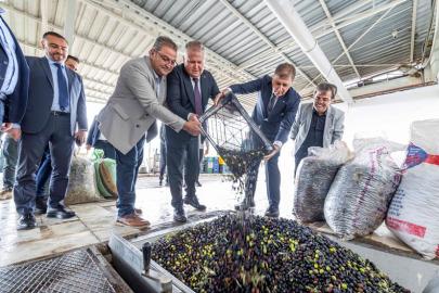 Zeytinin Bin Yıllık Yolculuğu Sanatla Buluşuyor; Urla Festivale Hazırlanıyor