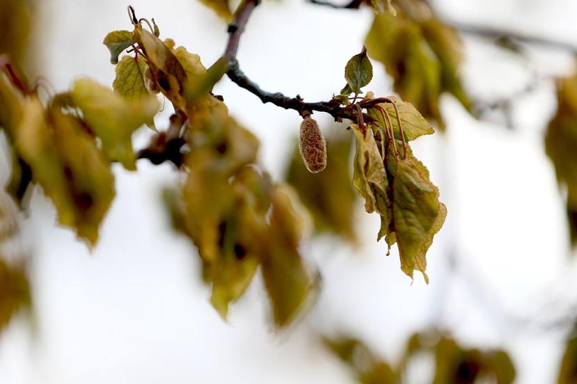 Zirai don nedeniyle üreticilere 23 milyar liralık hasar tazminatı
