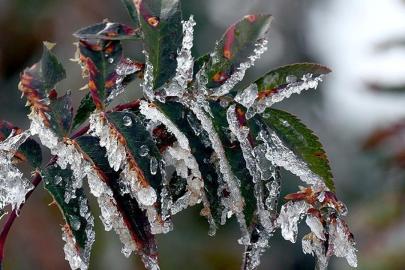 Zirai dondan etkilenen üreticilere yeni destek ödemesi