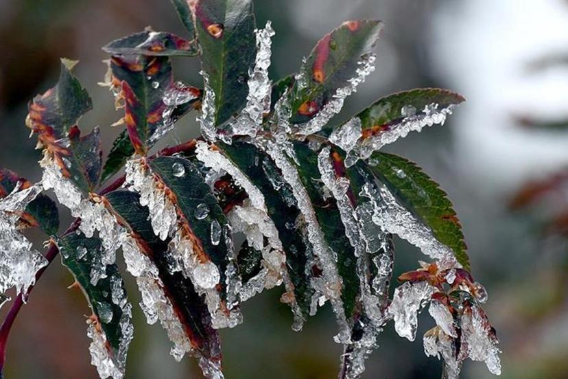 Zirai dondan etkilenen üreticilere yeni destek ödemesi