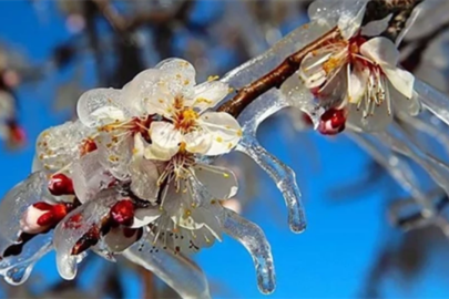 Zirai Don'dan Etkilenen Ürünlere yeni destekleme ödemesi