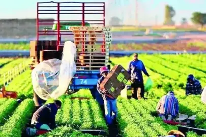 3,8 milyon dekar arazi üretime açılıyor