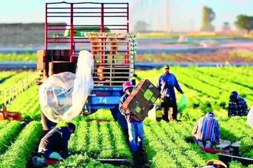 3,8 milyon dekar arazi üretime açılıyor