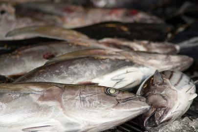 AB, 2026 balıkçılık kotalarını onayladı: Bazı türlerde artış, bazılarında sert kesinti