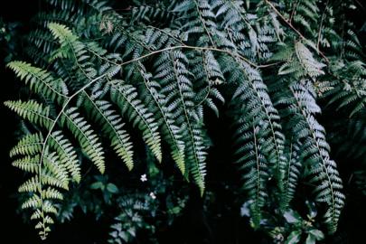 Antalya'da süs bitkileri için Organize Tarım Bölgesi kurulacak