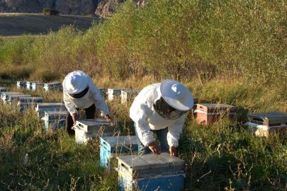 Arıcılık için mesleki standart geliyor