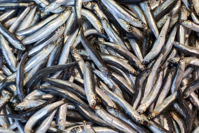 Balıkçıların yüzü hamsiyle güldü